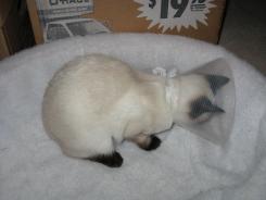 more kittens